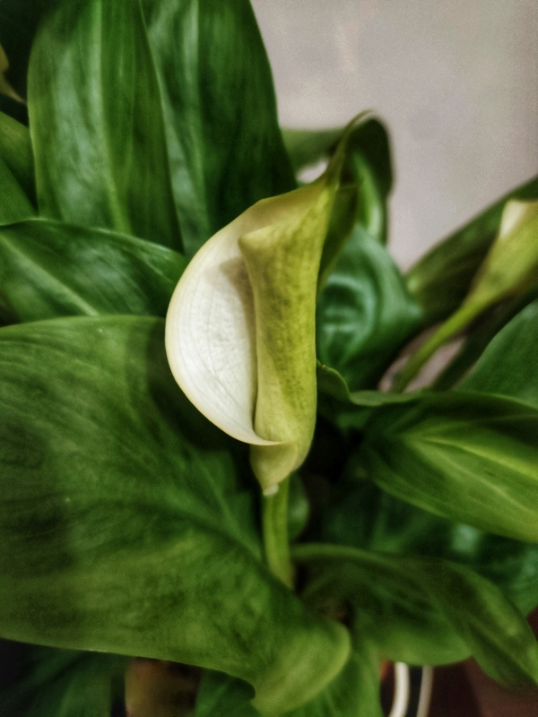 CALLA IN BLOOM