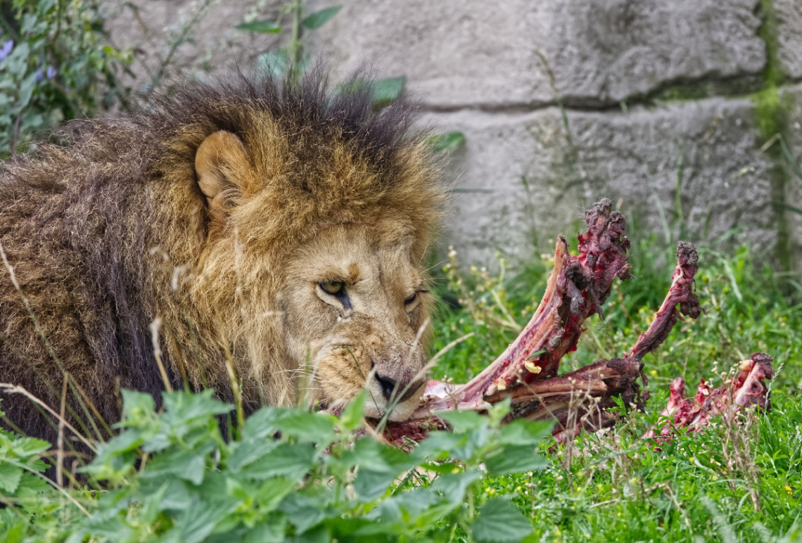 Copenhagen Zoo - July 2024