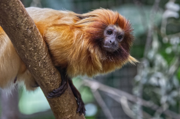 Copenhagen Zoo - July 2024