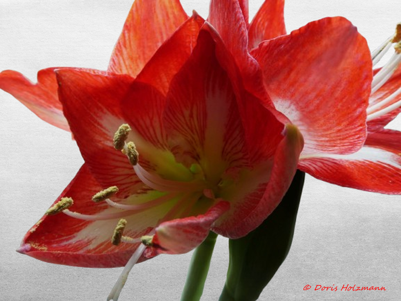 Amaryllis