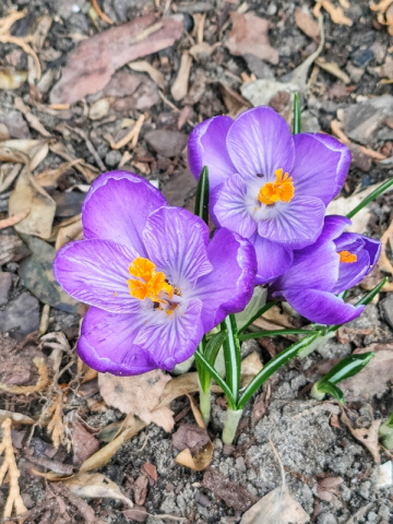 CROCUSES 