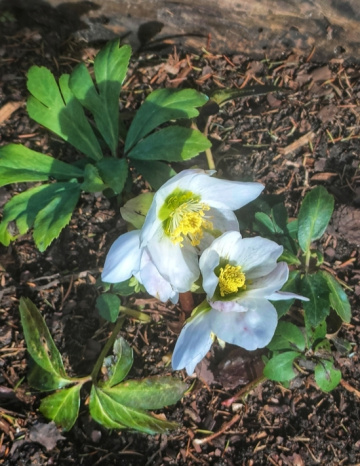 HELLEBORES 