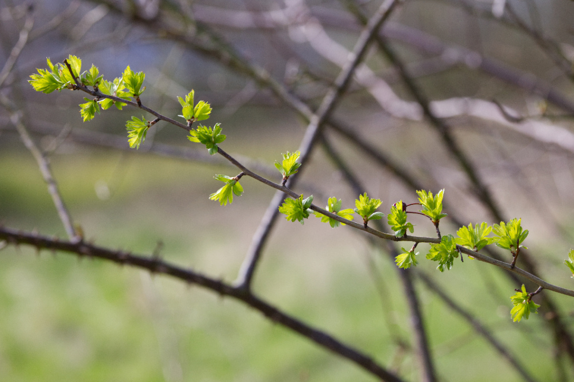At Søborg - Denmark. Spring is coming...
