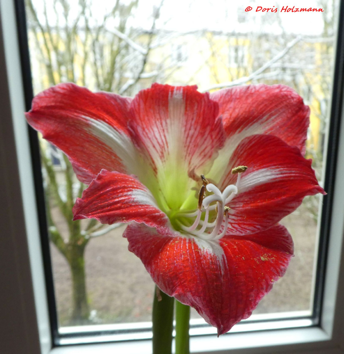 Amaryllis