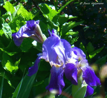 Iris × germanica