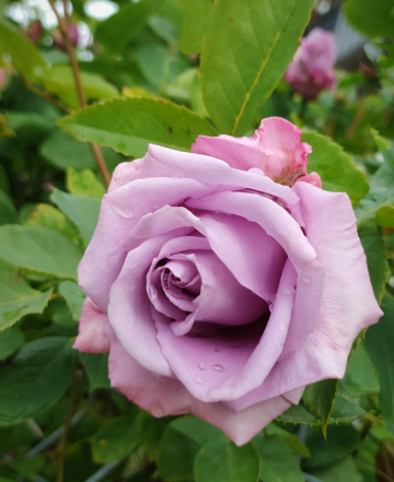 PINK ROSE