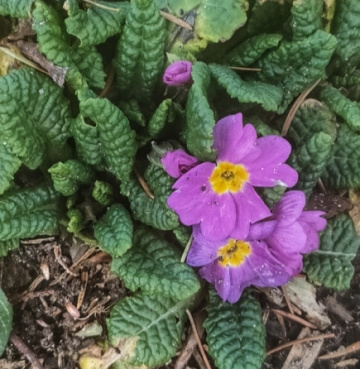 PRIMROSEES