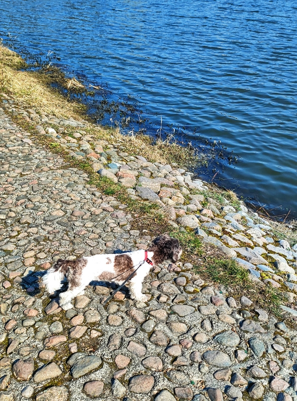 SPRING WALKING