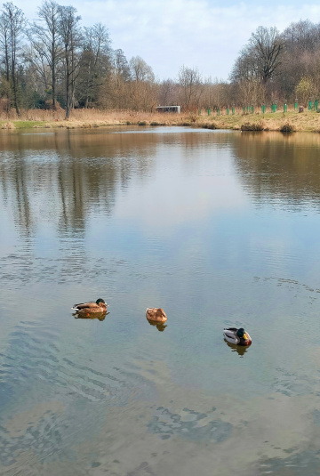 AT THE POND