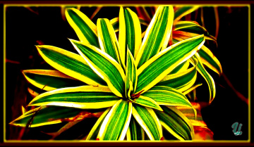 Leaves ⚜⚜
