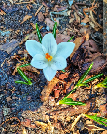 WHITE CROCUS 
