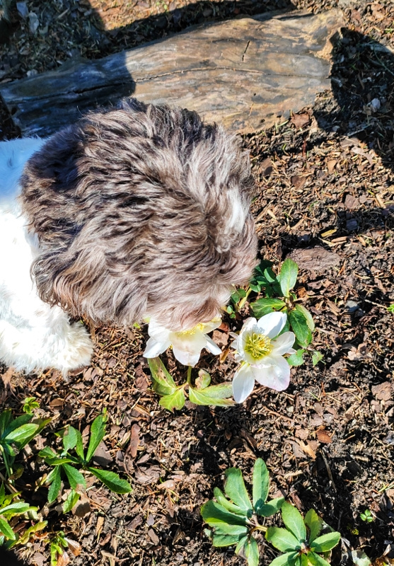WHAT A NICE SMELL!