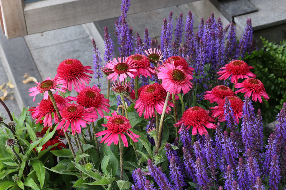 Flowers In Tivoli.