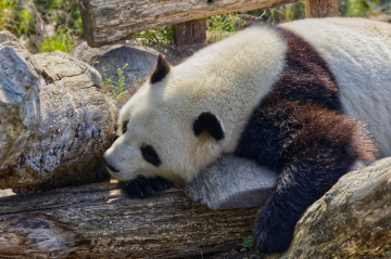 Copenhagen Zoo.