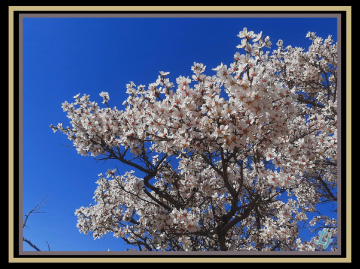 Almond tree blossom ❤️⚜❤️
