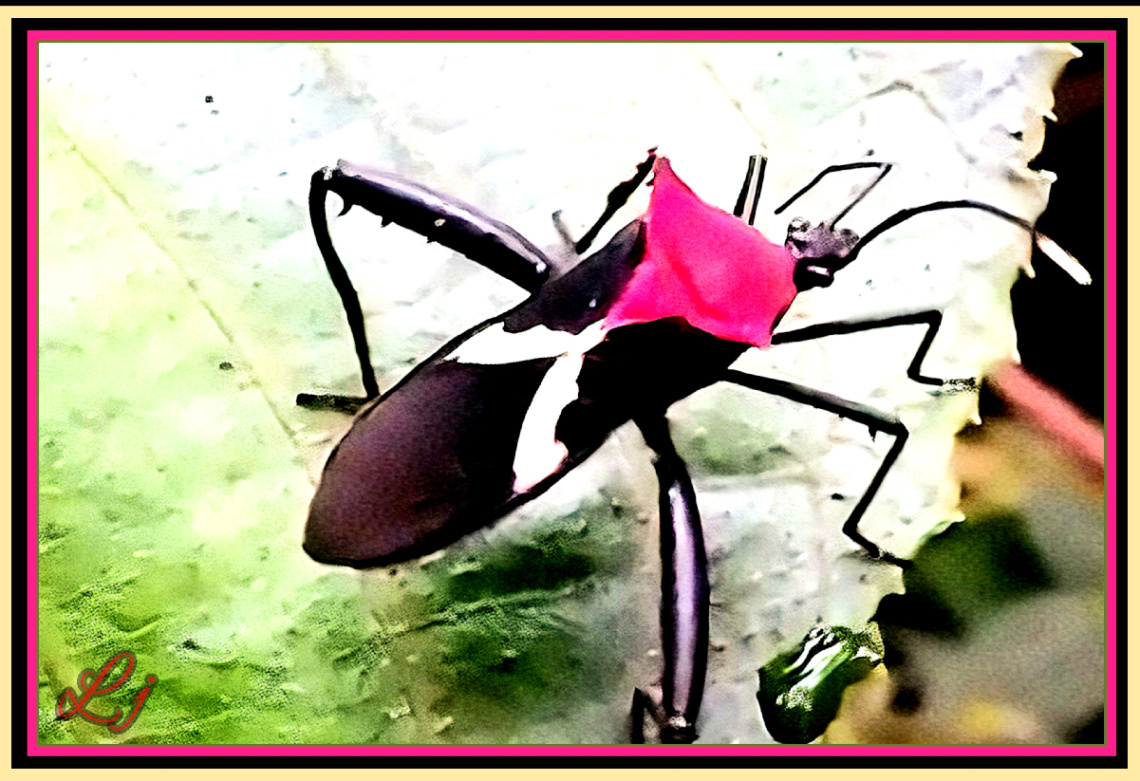 Beautiful Bug ❤️⚜