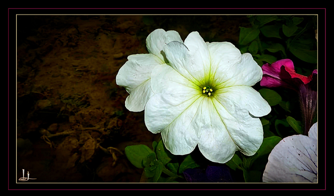 Fragrant Petunia ⚜❤️