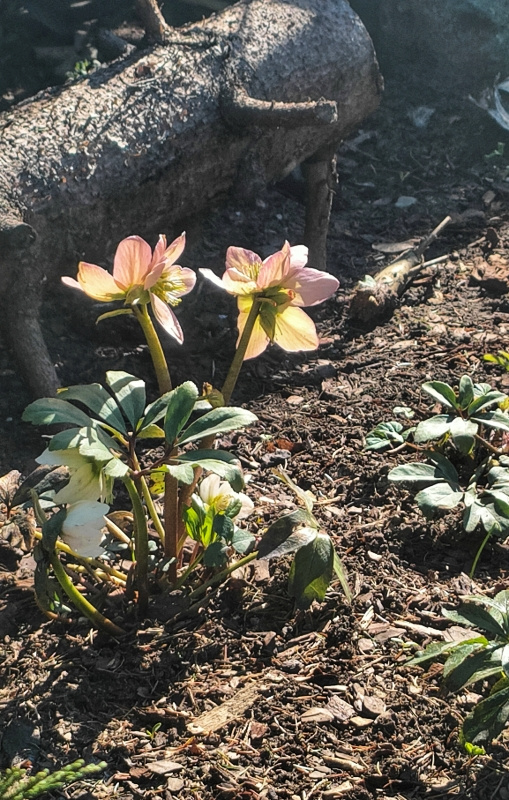 SPRING BLOOMING