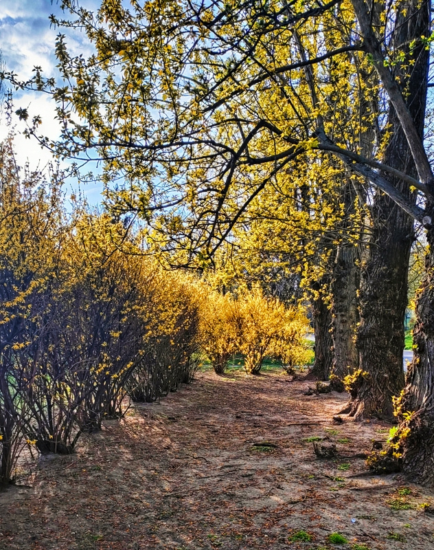 SPRING BLOOMING