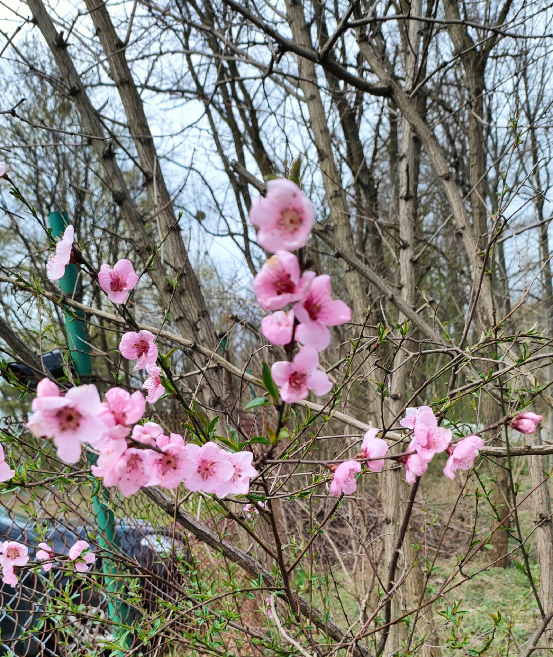 SPRING
