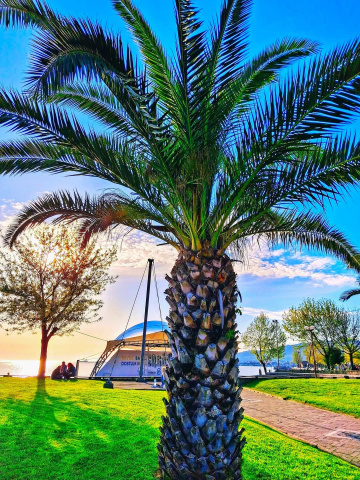Palmiye Ağacı 