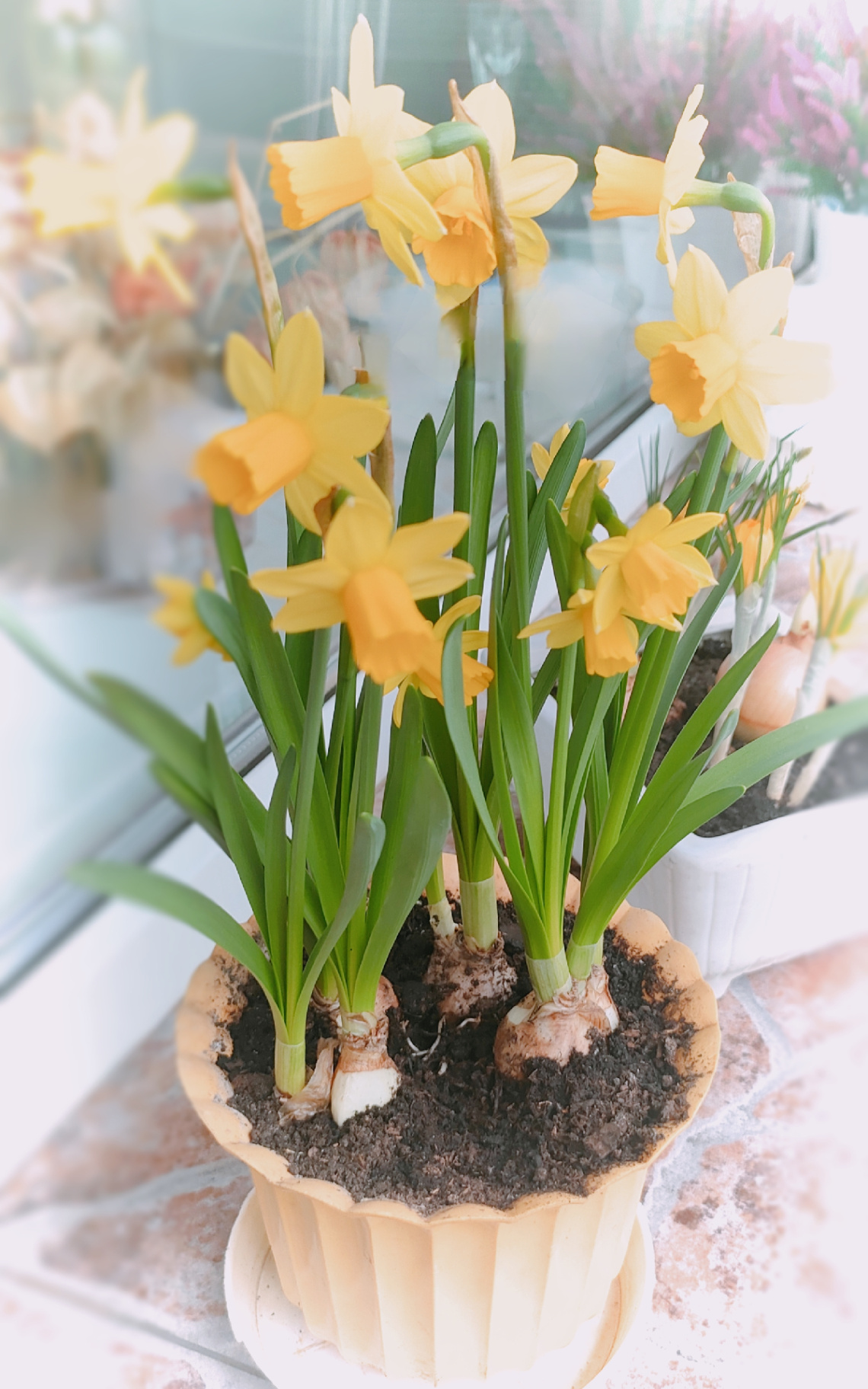 EASTER FLOWERS