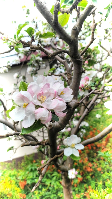 APPLE TREE IN BLOOM