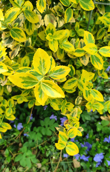 EUONYMUS FORTUNEI