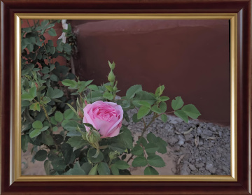 Pink Rose ❤️⚜❤️