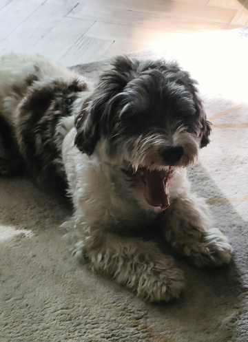 LAZY DOG 