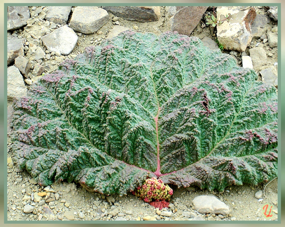 Wild flora of Chiltan Valley Quetta ⚜⚜