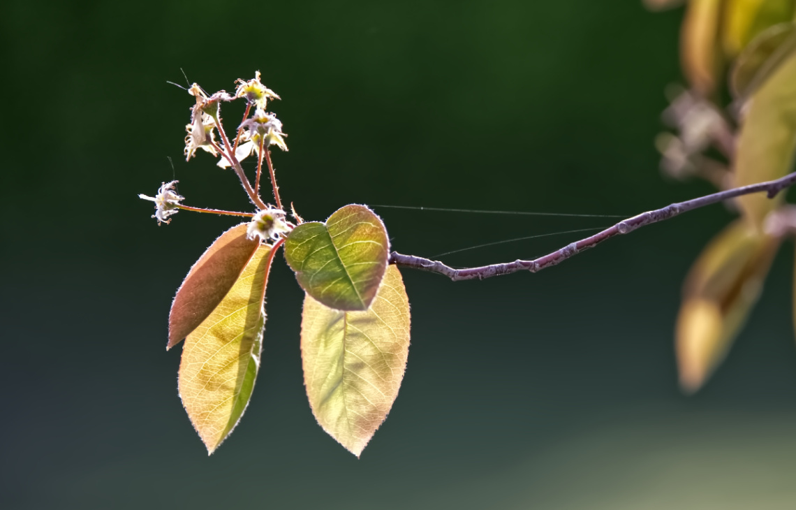 Leaves in the sun - Copenhagen - Denmark 2025.