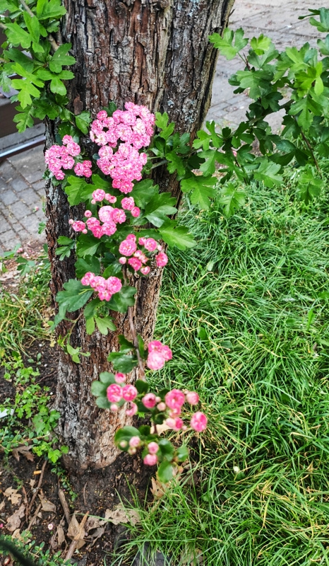 CRATAEGUS TREE