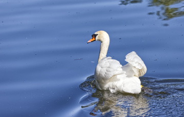 A lonely Swan at Lake Lyngby - Denmark -  May 2025