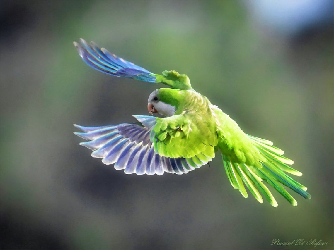 Myiopsitta monachus ( monk parakeet )