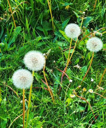 DANDELIONS 