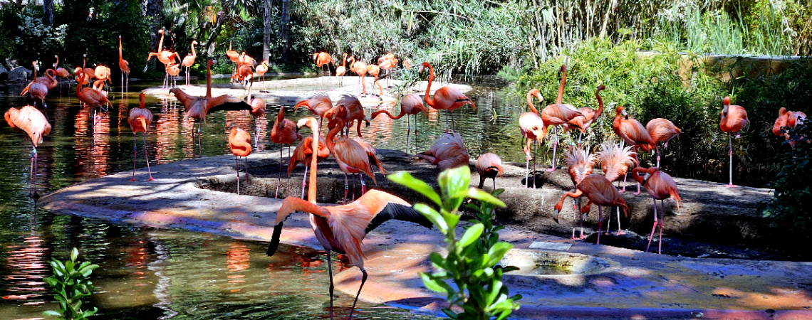 barcelona zoo...