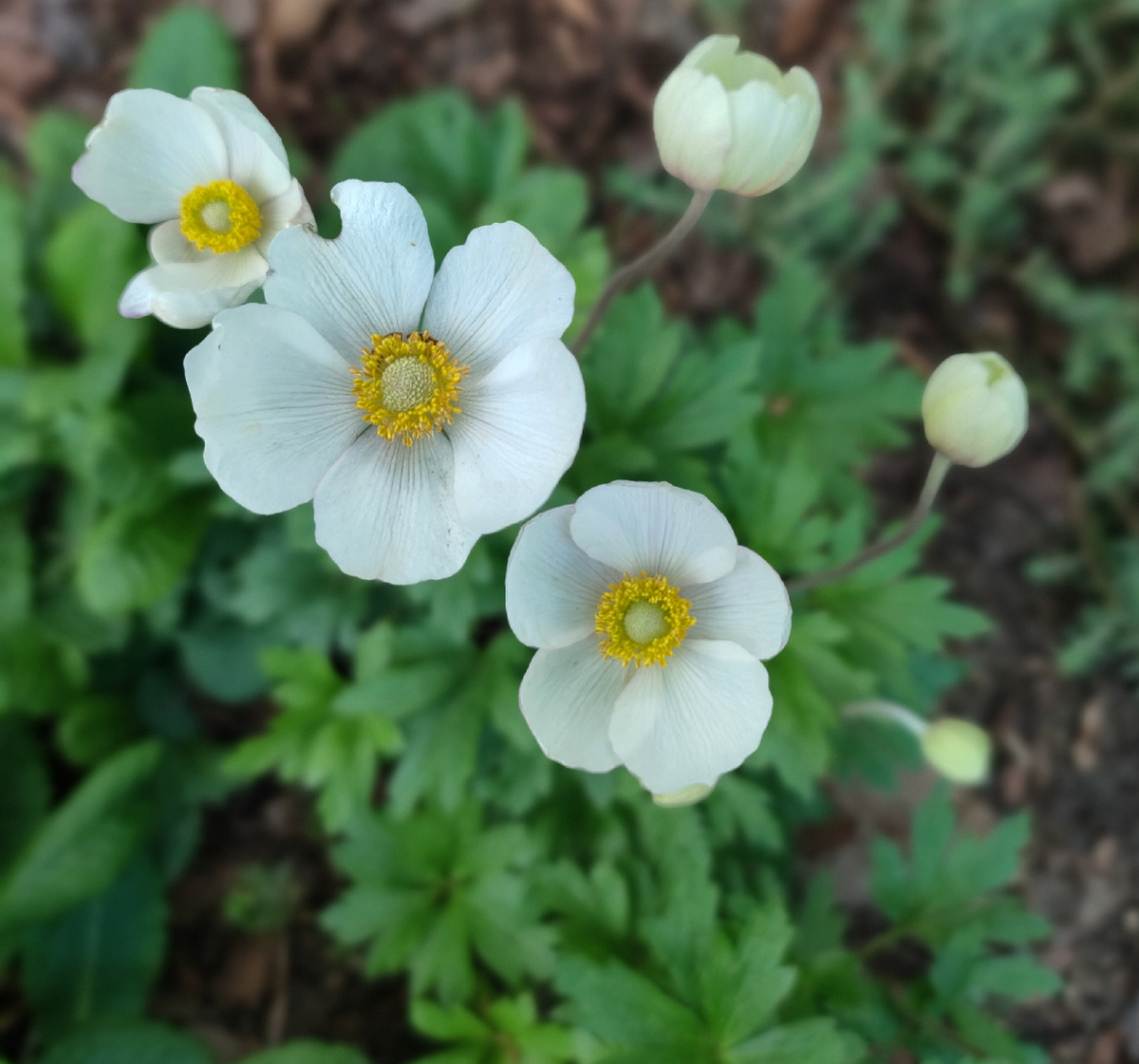 ANEMONES