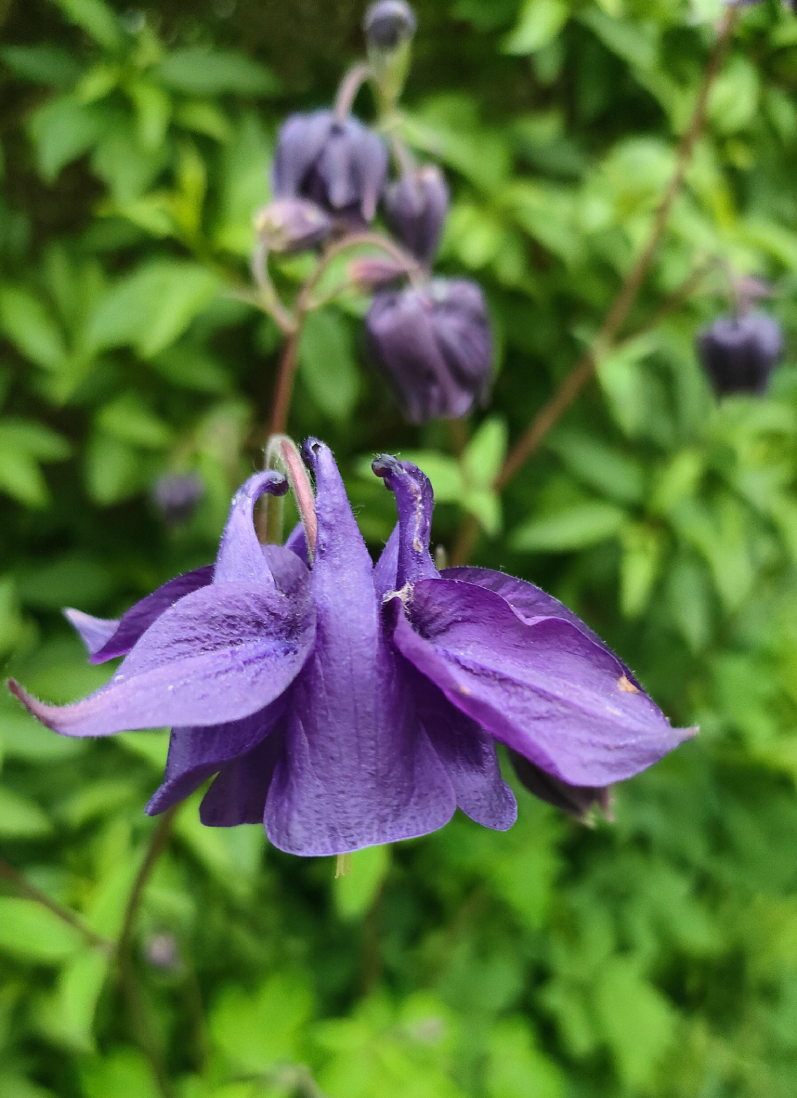  PURPLE COLUMBINE