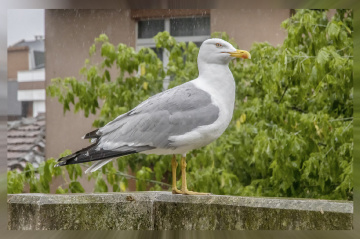 Martı