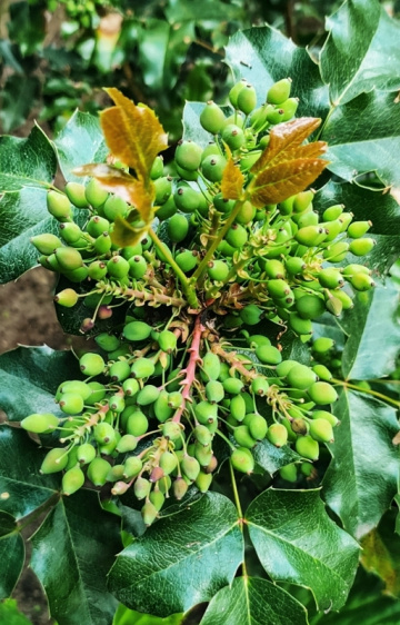 MAHONIA