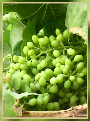 Ripening Grapes ⚜❤️