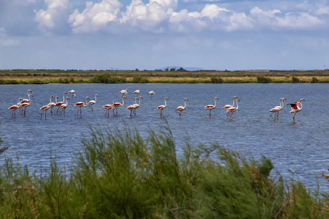 Flamingolar