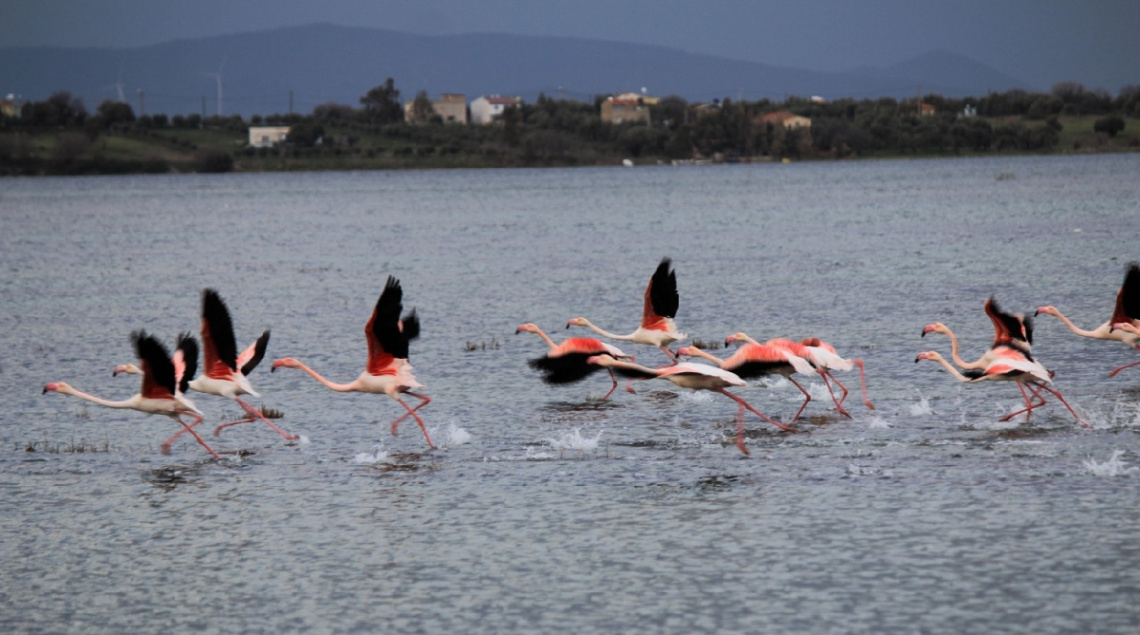 Flamingolar