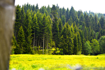 Manzara 