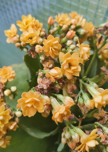 YELLOW KALANCHOE