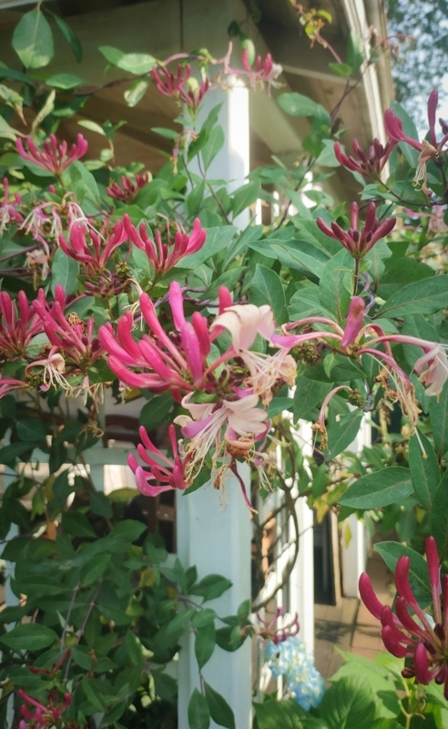 HONEYSUCKLES