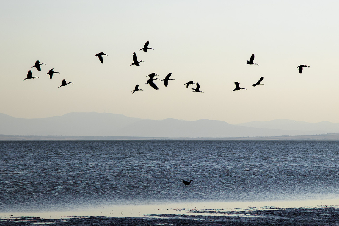 Parlak ibis Türü Kuşlar