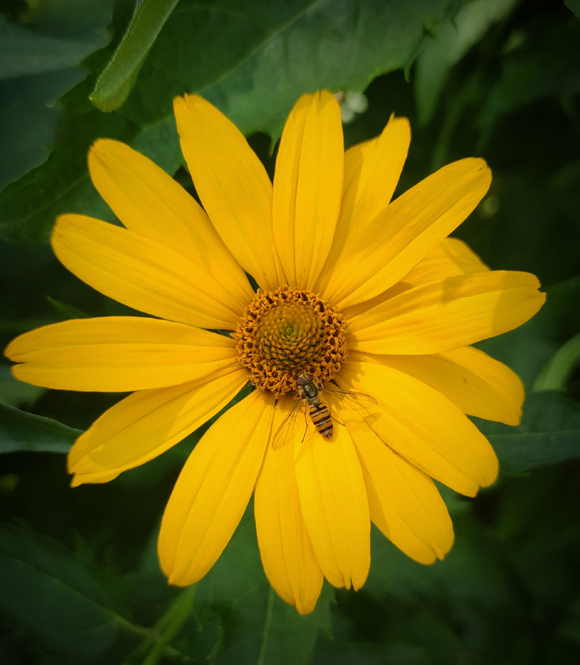 RUDBECKIA 