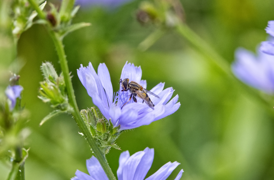In a garden - july 2025